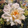 Elouise Lane Quadros